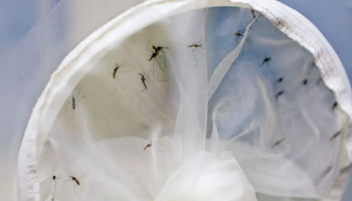 Brasil tem 391 mortes por dengue